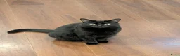 Domestic Shorthair cats for sale: Rescued cat looking for home - Advert 2