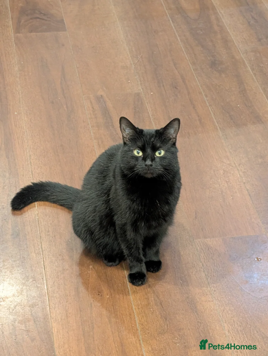 Domestic Shorthair cats for sale: Rescued cat looking for home - Advert 2