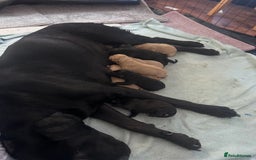 Labrador Retriever dogs for stud: Health Tested Fox red Labrador for Stud  in Wisbech - Image 9