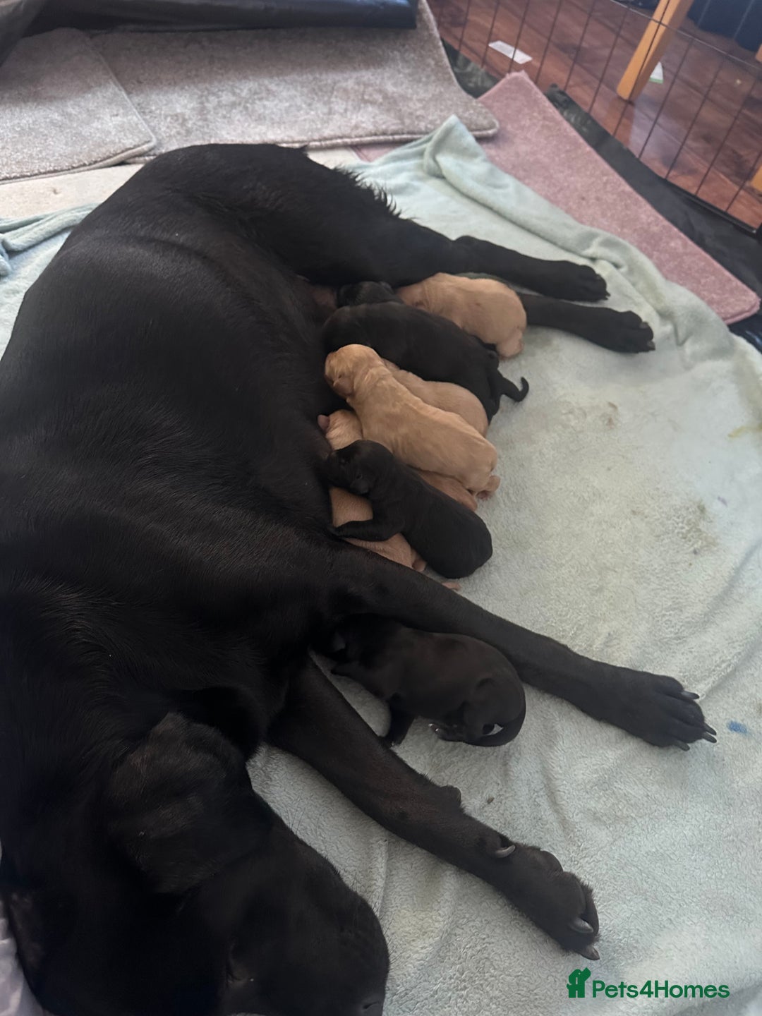 Labrador Retriever dogs for stud: Health Tested Fox red Labrador for Stud  in Wisbech - Image 9