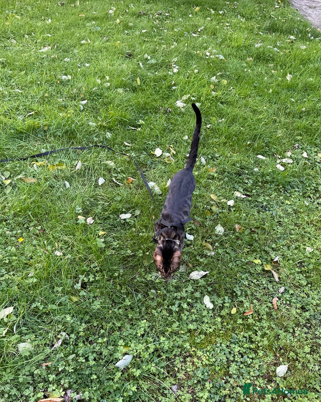 Bengal cats for stud: Stunning Bengal for stud - Advert 28