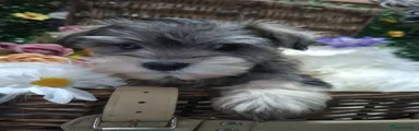 Miniature Schnauzer Puppy 2