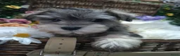 Miniature Schnauzer dogs for sale: Kc USA lines miniature schnauzers  - Advert 13