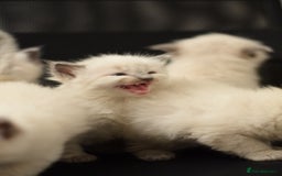Ragdoll cats for sale: Chunky Ragdoll kittens  - Image 4