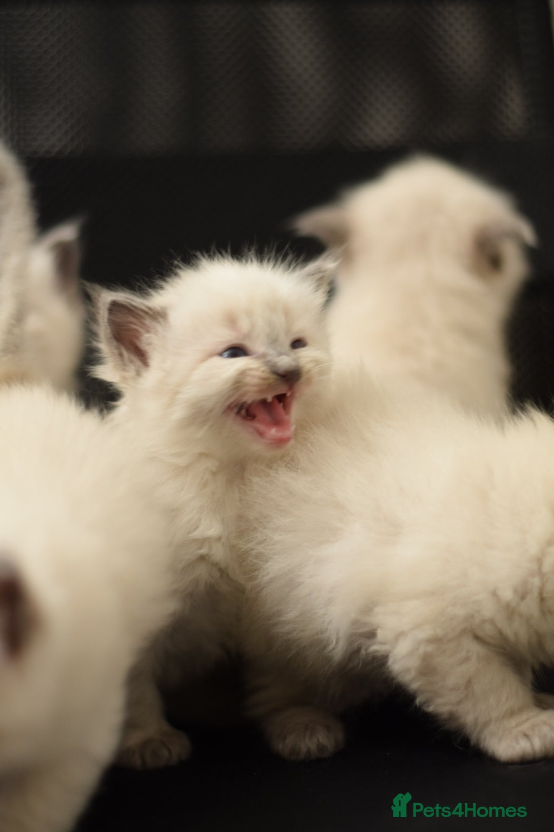 Ragdoll cats for sale: Chunky Ragdoll kittens  - Image 4