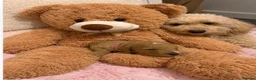 Cockapoo dogs for sale: Beautiful f2b cockerpoos - Advert 13
