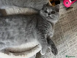 Scottish Fold cats Beautiful British Shorthair girl - Advert 7