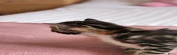Mixed Breed cats for sale: 4 Beautiful Female Kittens Ready in August - Advert 23
