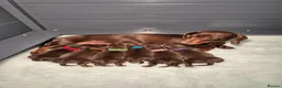 Miniature Dachshund dogs for sale: *KC Reg Miniature Dachshund Puppies available * - Advert 6