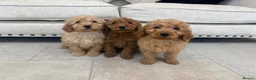 Labradoodle dogs for sale: Stunning miniature multigen labradoodle puppies - Advert 12