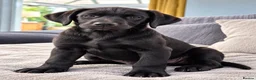 Labrador Retriever dogs for sale: Last 2 KC Registered Black Labradors – Ready Now - Advert 11