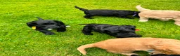 Cockapoo dogs for sale: Beautiful Cockapoos in Perth - Advert 6