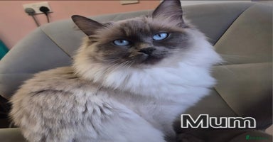 Ragdoll cats - Advert 5