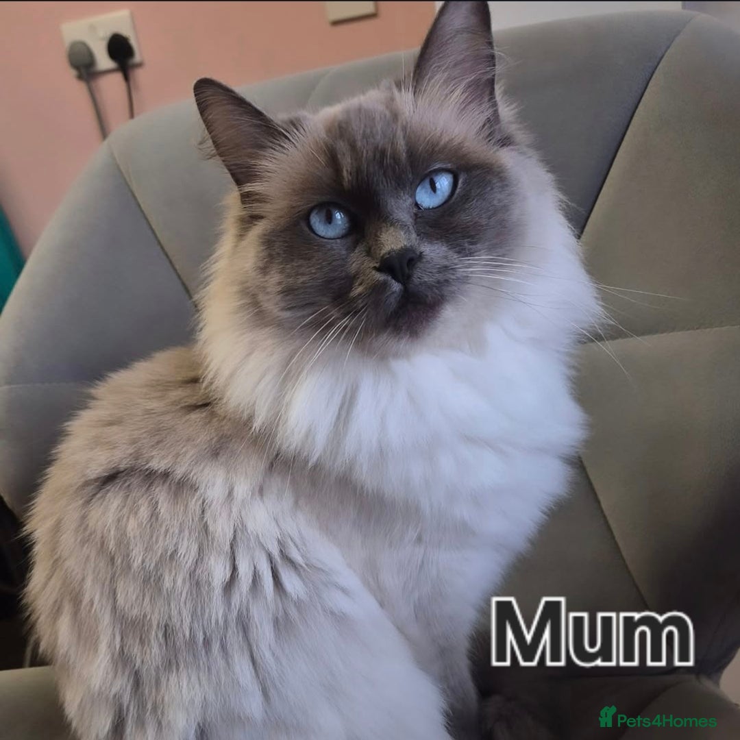 Ragdoll cats for sale: Quality ragdoll kittens 🐾 Sepias & traditional  - Image 2