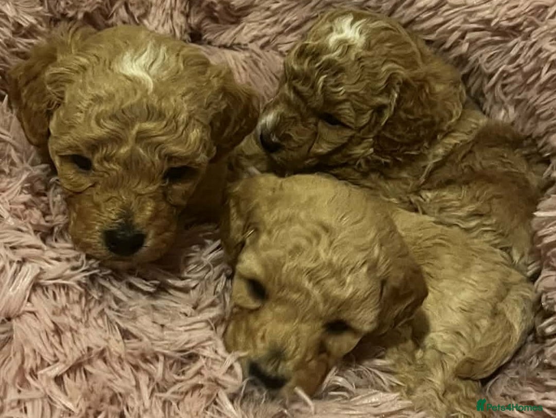 Maltipoo dogs for sale: Beautiful Maltipoo Puppies for Sale – 3 Boys - Advert 2