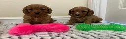 Cavapoo dogs for sale: Deep red cavapoos  - Advert 7