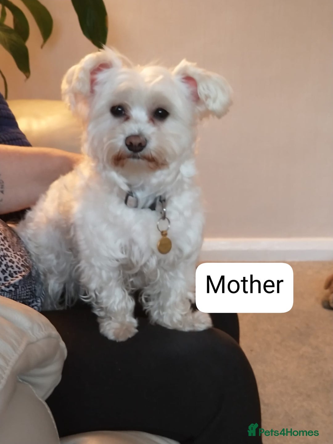 Maltese dogs for sale: Extra mini adorable pups in Bury - Image 18