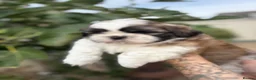 Shih Tzu dogs for sale: 5 purebred adorable fluffy shihtzu’s ready to view - Advert 6