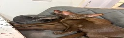 Oriental cats for sale: Gorgeous Oriental Kittens ready now - Advert 3