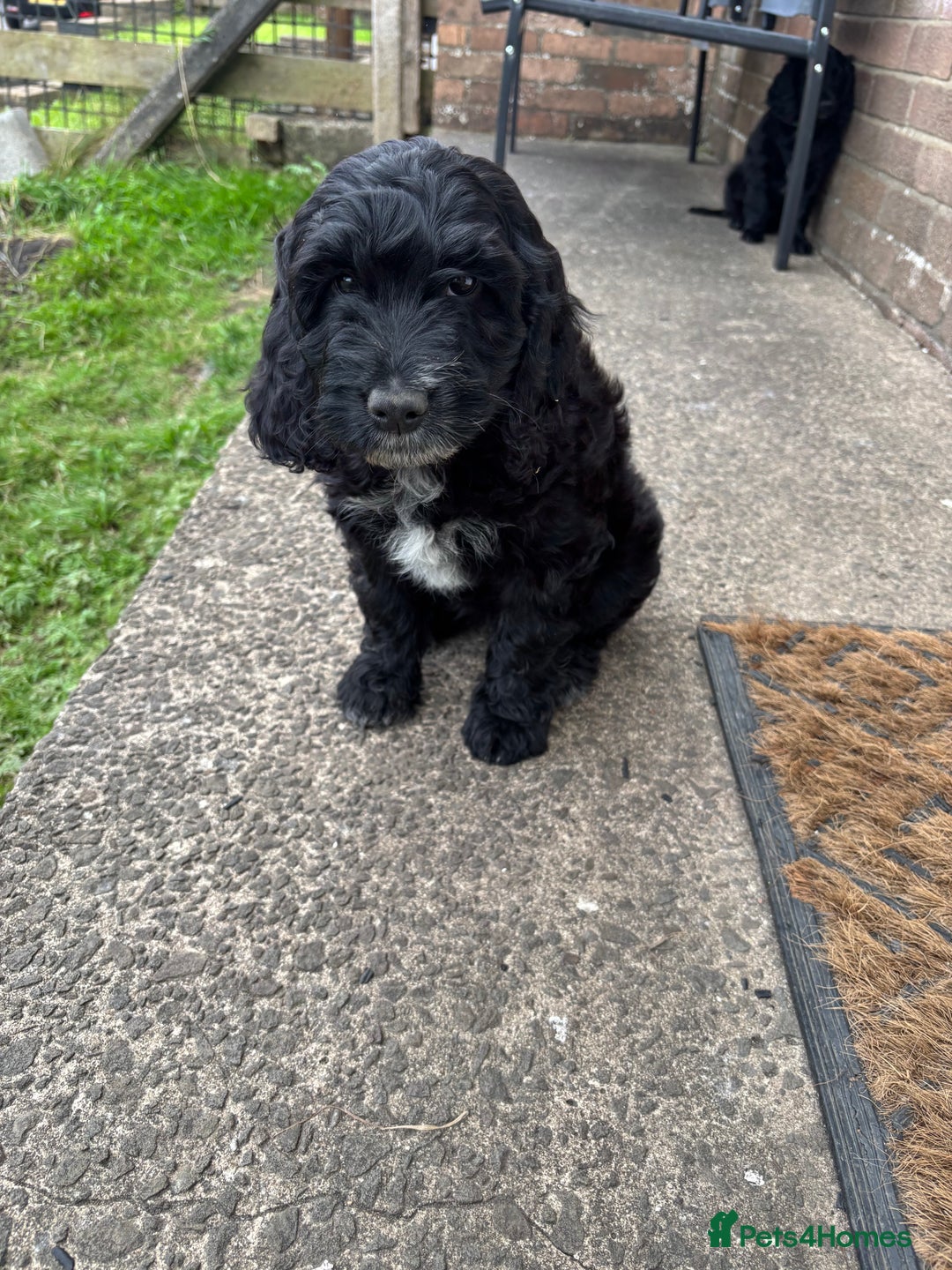 Mixed Breed dogs for sale: Sprockapoo Puppies in Bargoed - Image 8