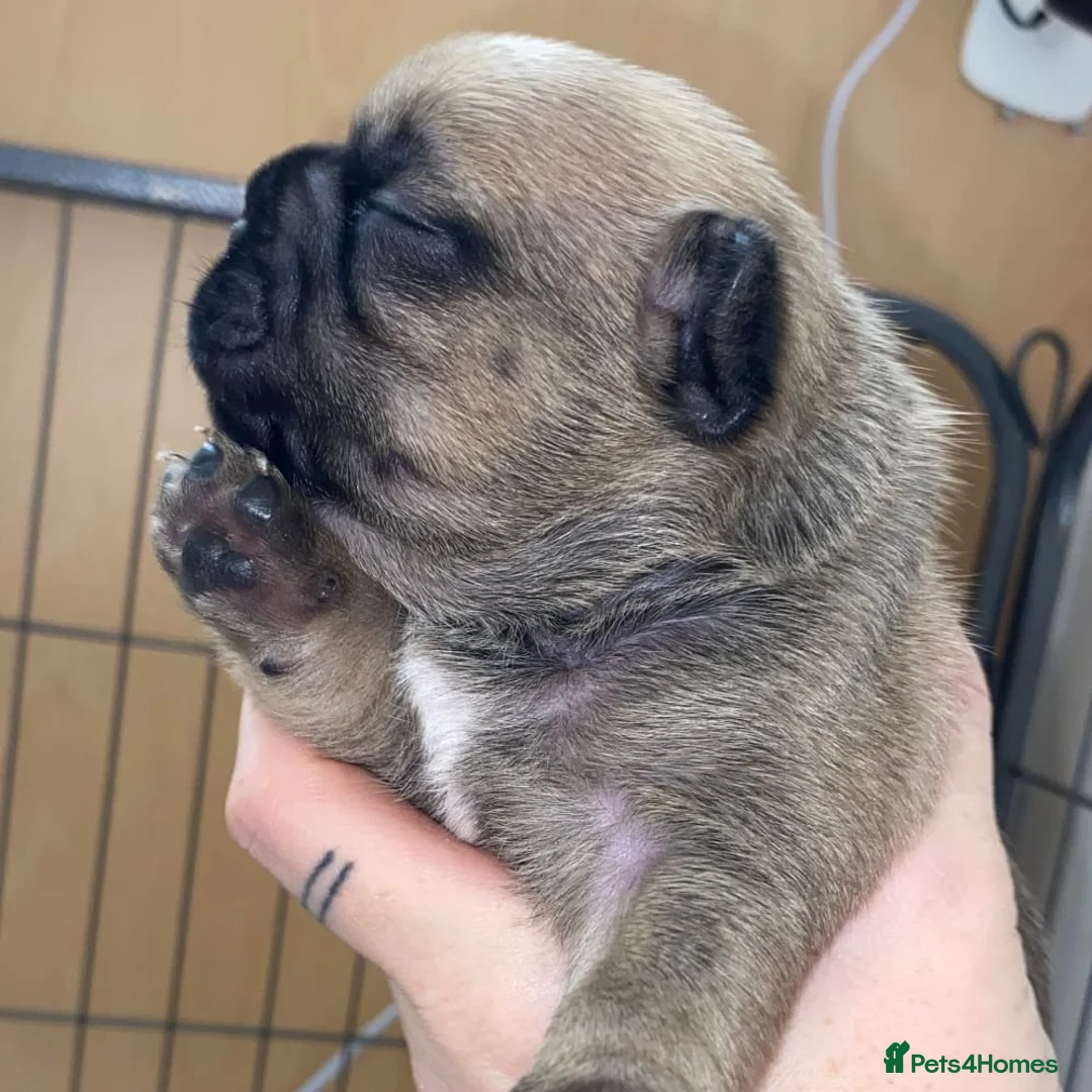 French Bulldog dogs for stud: Rfg tested aa lilac quad fluffy carrying testable in Sheffield - Advert 17