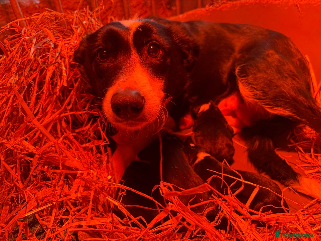 Border Collie dogs for sale: Border collie puppies - Advert 3