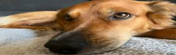Mixed Breed dogs for adoption: Meet Bear, currently residing in Lincolnshire  in Lincoln - Advert 5