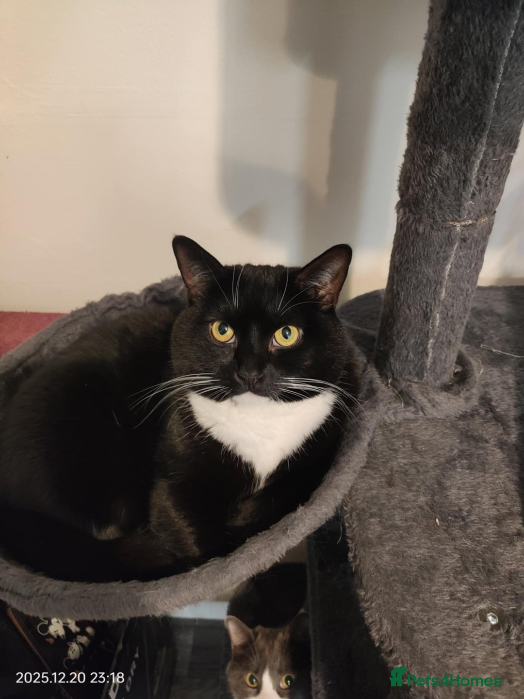 Mixed Breed cats for sale:  ** s for sale - Advert 4