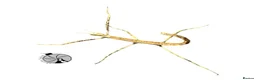 Stick Insects invertebrates for sale: X2 GIANT VIETNAMESE STICK INSECT (Ramulus artemis) - Advert 2