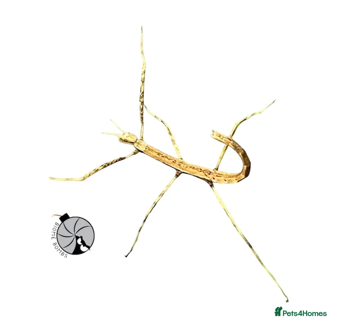 Stick Insects invertebrates for sale: X2 GIANT VIETNAMESE STICK INSECT (Ramulus artemis) - Advert 2