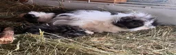 Guinea Pig rodents for sale: Bonded Guinea Pig Boars  - Advert 4
