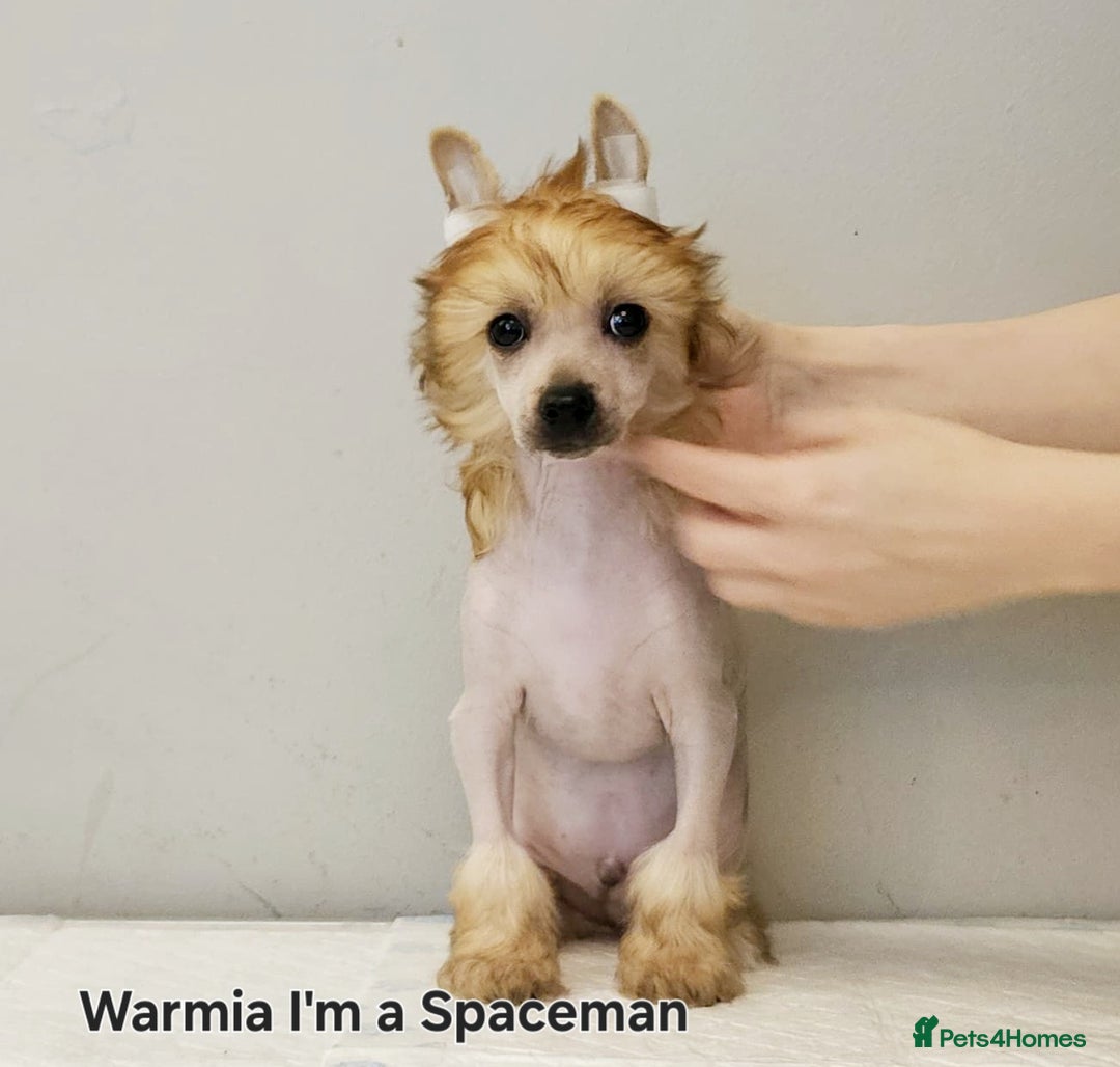 Chinese Crested dogs for sale: 12 weeks old  hl boy 1800, pp boy 970 in Crewe - Image 10