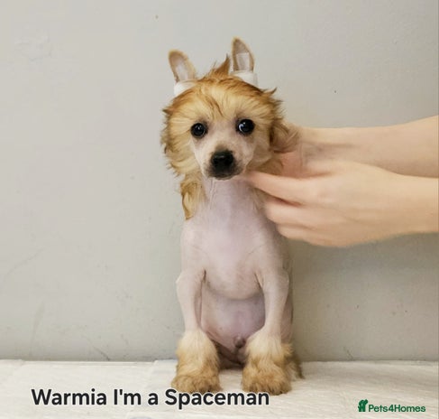Chinese Crested dogs in Crewe - Advert 2