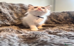 Ragdoll cats for sale: Gorgeous Pedigree Ragdolls  - Image 15
