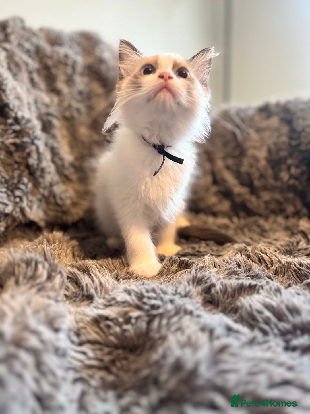 Ragdoll cats for sale: Gorgeous Pedigree Ragdolls  - Image 15