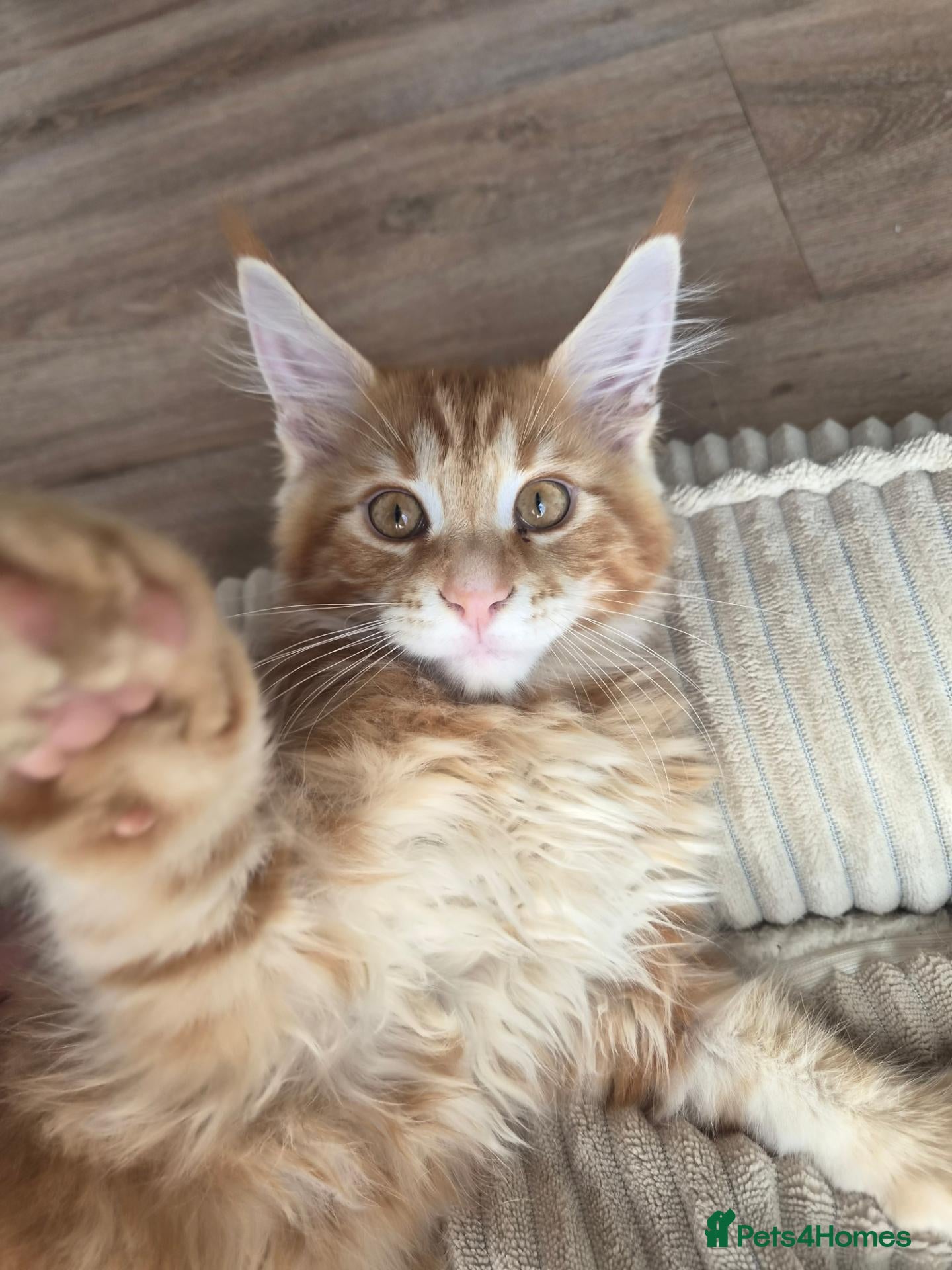 Maine Coon cats Maine coon kitten for sale - Advert 1