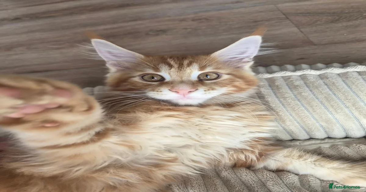 Ginger female Kittens for sale | Pets4Homes