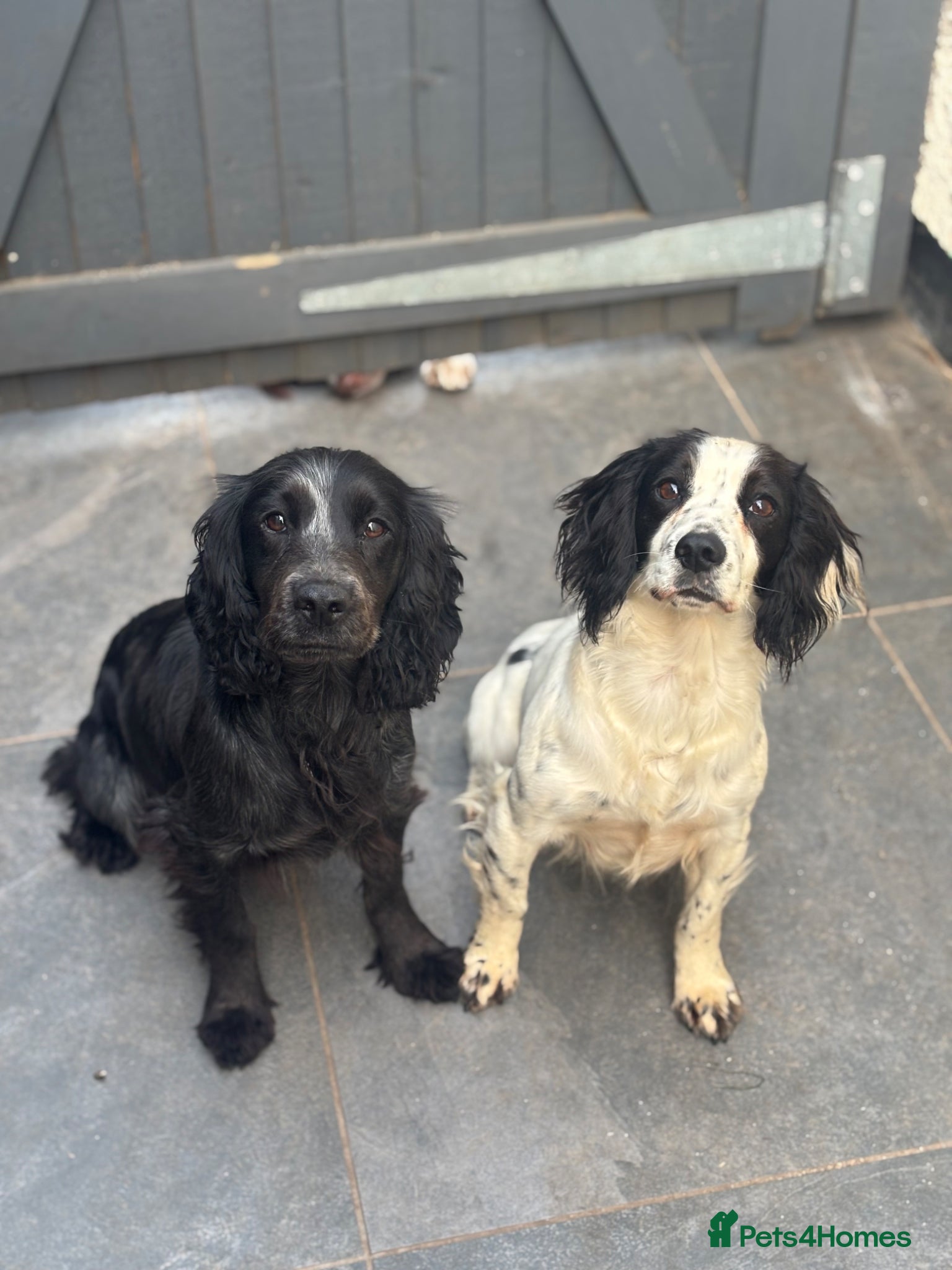 Cocker Spaniel dogs Kc health tested working cocker pups - Advert 2