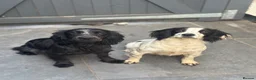 Cocker Spaniel dogs for sale: Kc health tested working cocker pups - Advert 1