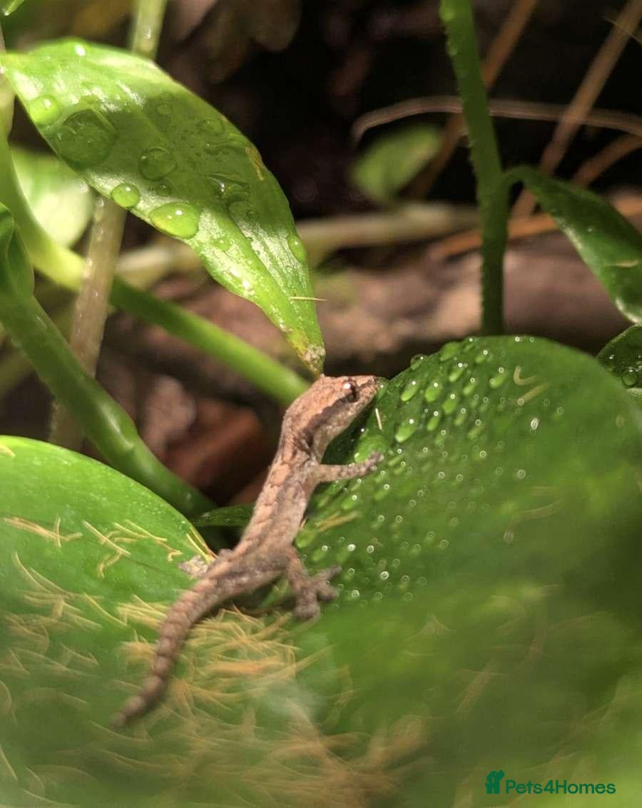 Gecko reptiles Mourning geckos - Advert 1