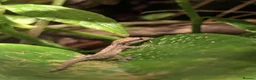 Gecko reptiles for sale: Mourning geckos in Malmesbury - Advert 1