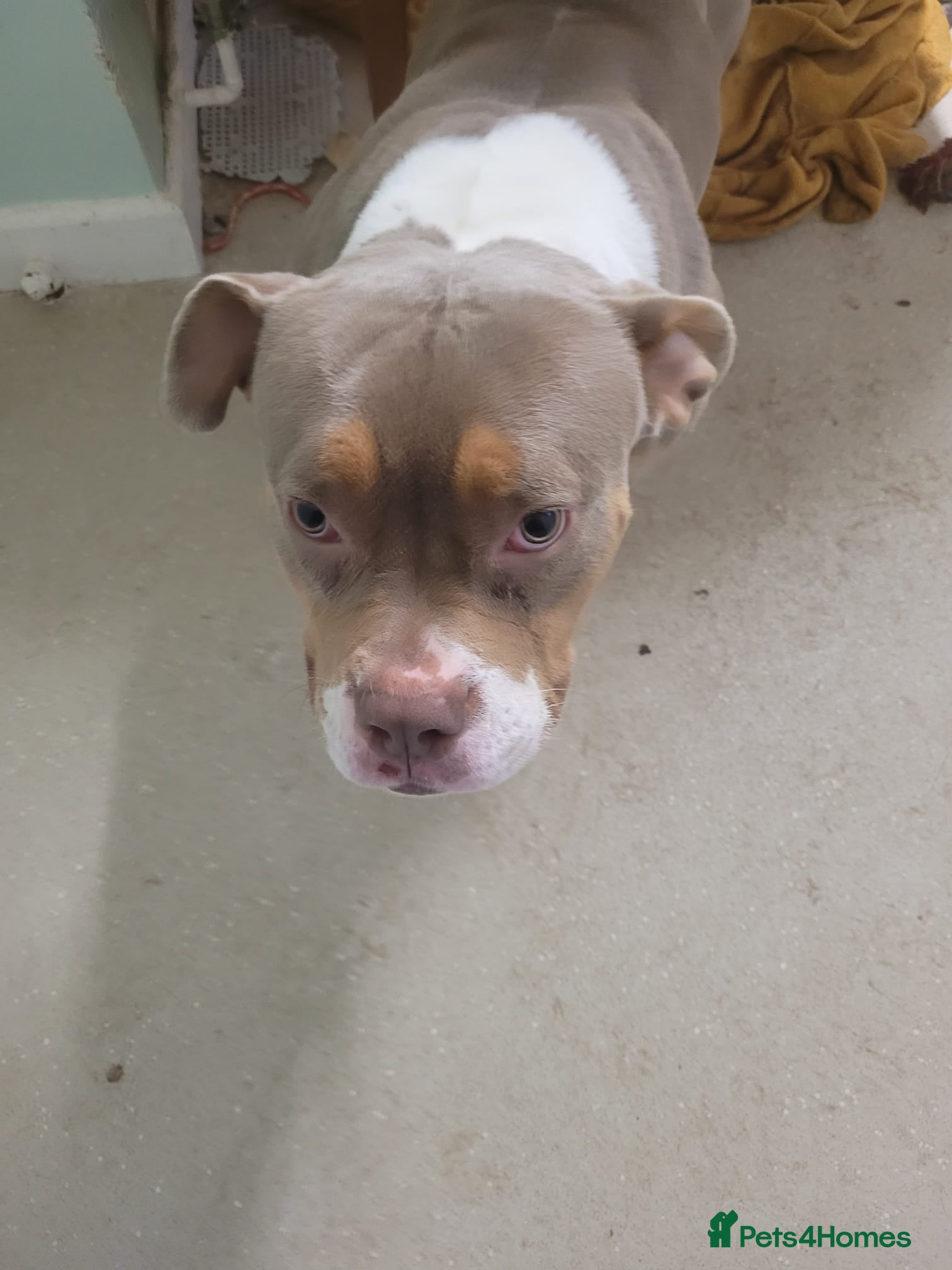 American Bull Staffy dogs Narla in Ebbw Vale - Advert 18