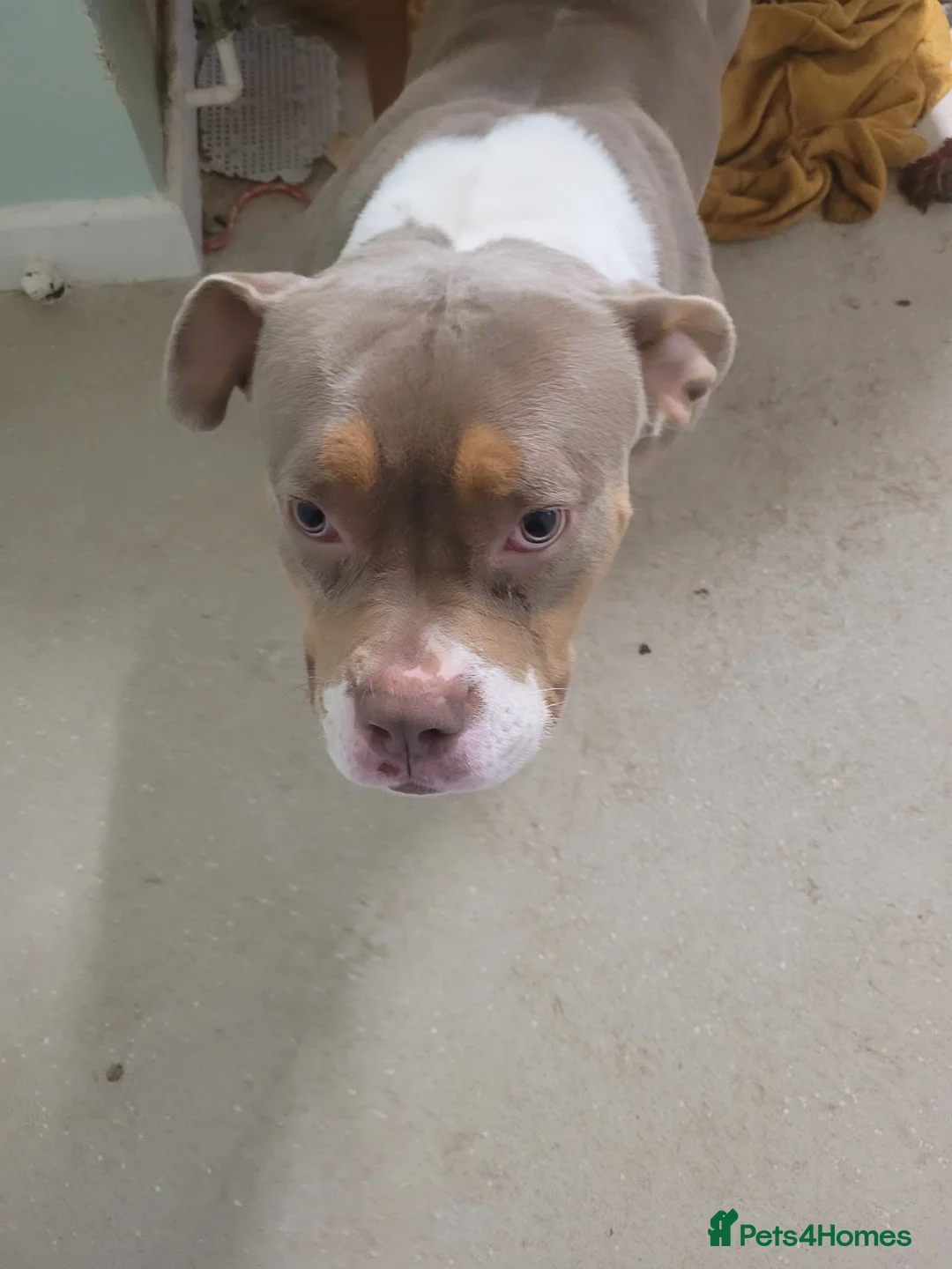 American Bull Staffy dogs for sale: Narla - Advert 1