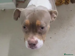 American Bull Staffy dogs Narla in Ebbw Vale - Advert 18