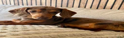 Miniature Dachshund dogs for sale: 2 Miniature Dachshund £1500 for both - Advert 1