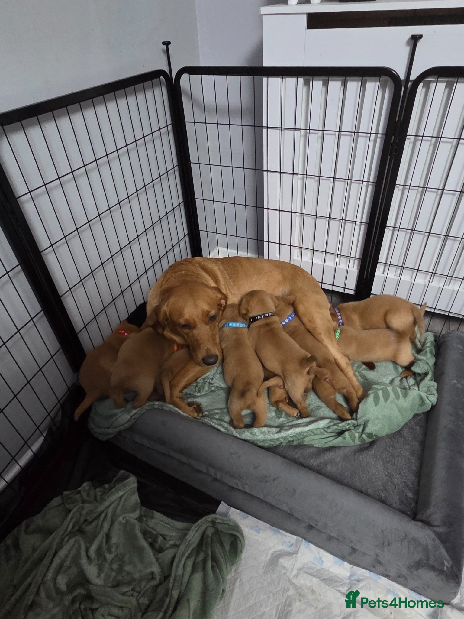 Labrador Retriever dogs Labradors - Advert 6