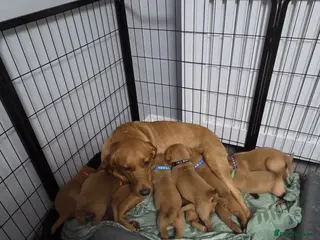 Labrador Retriever dogs Labradors - Advert 10