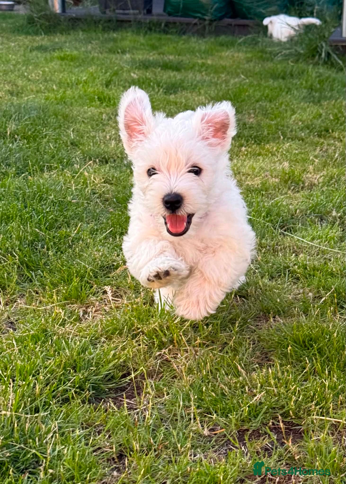 West Highland Terrier dogs KC registered Beautiful Westie puppies coi 1.6 - Advert 4