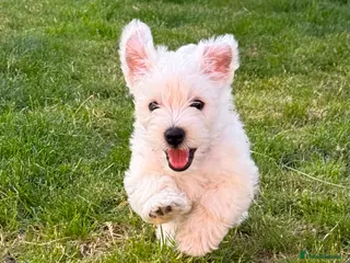 West Highland Terrier dogs KC registered Beautiful Westie puppies coi 1.6 - Advert 7
