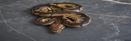 Python Snake reptiles for sale: Ball python  in Gosport - Advert 4